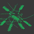 Tall Green Grass with Slender Stems and Leafy Blades on Black Background