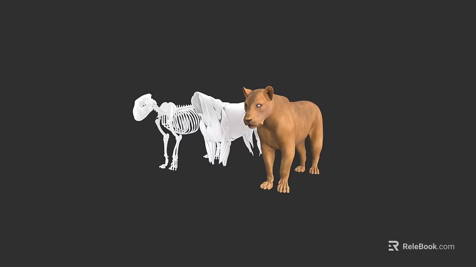 Realistic Lion Skeleton And 3D Models With White And Brown Textures In Digital Rendering 3d model 