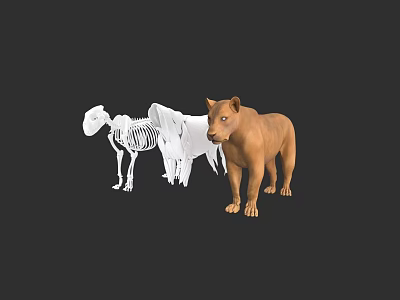 Realistic Lion Skeleton And 3D Models With White And Brown Textures In Digital Rendering 3d model