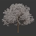 Lush Tree With Pink Blossoms And Brown Trunk Against Gray Background