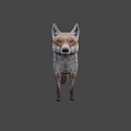 Detailed Realistic 3D Red Fox Full Body Model Standing on Gray Background 3d model