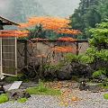 Traditional Japanese Courtyard Garden With Red Maple Tree Stone Wall Moss And Lanterns