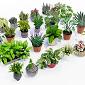 Diverse Potted Plants Including Green Leafy and Succulent Varieties in Ceramic Plastic Pots