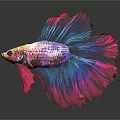 Vibrant Colorful Betta Fish With Flowy Red And Blue Tail And Reflection On Dark Background