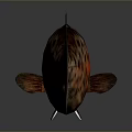 Vibrant Red And Black Spotted Aquatic Fish With Detailed Scales And Shiny Body