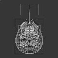 Horseshoe Crab Aquatic Animal With Brown Rounded Carapace And Long Tail Spine