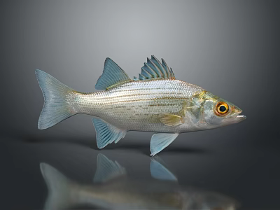 Silver Fish With Blue Fins And Yellow Eyes On Gray Background Showing Reflection Below 3d model