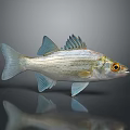 Silver Fish With Blue Fins And Yellow Eyes On Gray Background Showing Reflection Below