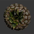 Fresh Ripe Pineapple With Green Leafy Top On Dark Reflective Surface