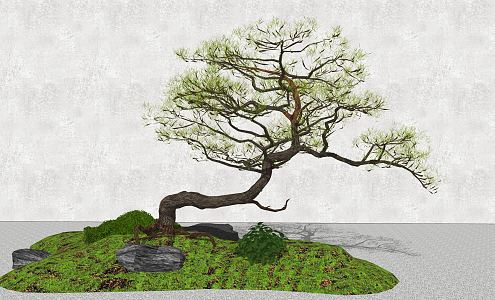 New Chinese-style Pine Tree Landscape Tree Modeling Lohan Pine Tree 3d model