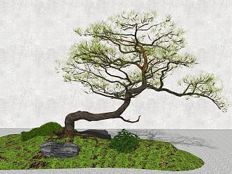 New Chinese-style Pine Tree Landscape Tree Modeling Lohan Pine Tree 3d model