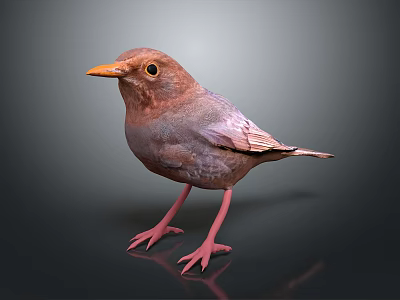 Brown Red Bird With Orange Beak Pink Legs Standing On Dark Background 3d model