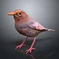 Brown Red Bird With Orange Beak Pink Legs Standing On Dark Background