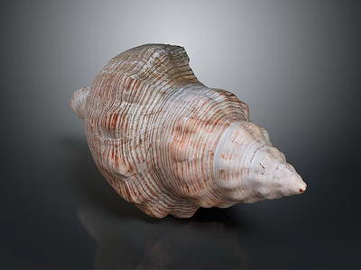 Conch Shell With Spiral Shape Brown And White Color Detailed Texture 3d model