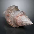 Conch Shell With Spiral Shape Brown And White Color Detailed Texture 3d model