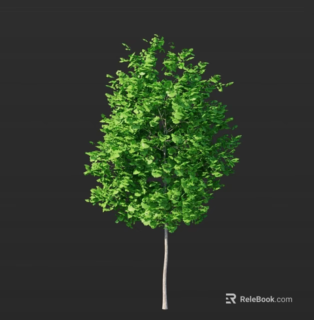 Lush Green Tree Featuring Dense Foliage And Slender Trunk Against Dark Background 3d model