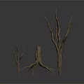 Dry Plant Branches With Various Heights And Shapes On White Background