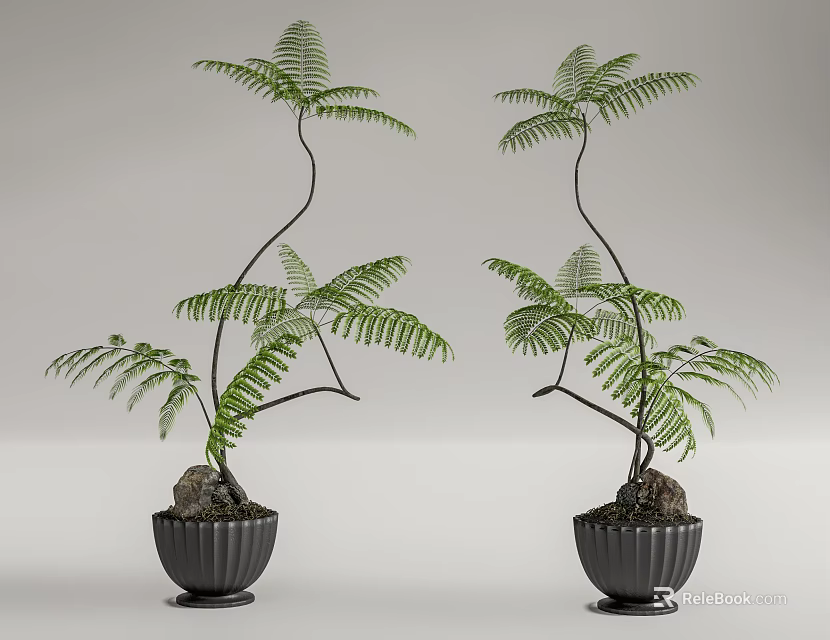 Bonsai Potted Fern Plants with Curved Branches and Green Leaves in Black Pots with Stones 3d model 