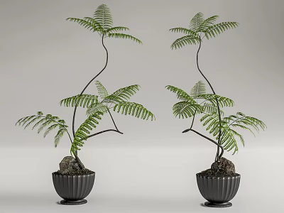Bonsai Potted Fern Plants with Curved Branches and Green Leaves in Black Pots with Stones 3d model