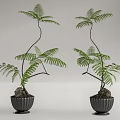 Bonsai Potted Fern Plants with Curved Branches and Green Leaves in Black Pots with Stones