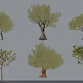 Various Types Of Olive Trees With Distinct Trunk Shapes And Lush Foliage