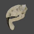Detailed Animal Skull Anatomical Structure Showing Bone Features And Teeth