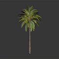 Tall Tropical Palm Tree With Green Yellow Leaves Brown Trunk Isolated On Grey Background