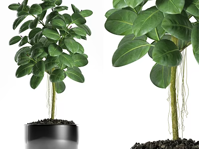 Decorative Plant Arrangement with Lush Green Leaves and Black Pot Design 3d model