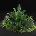 Lush Tropical Green Plants With Large Leaves Ferns And Diverse Foliage