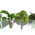 Vase Flowers With Clear Glass Vases And Large Green Leaves Plants