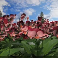 Red and Pink Pansies with Green Leaves Under Blue Sky and Pine Trees