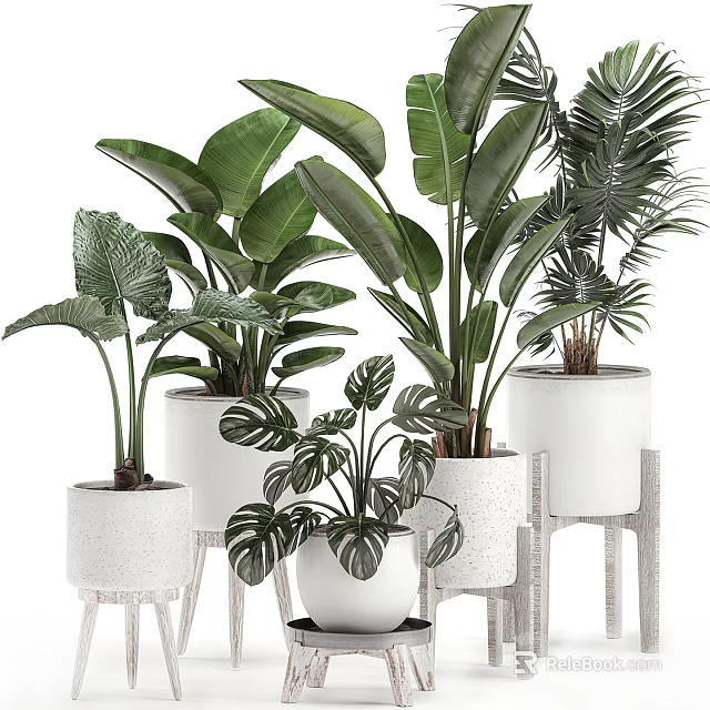 Various Indoor Potted Plants With Green Leaves In White Pots And Wooden Stands 3d model 