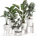 Various Indoor Potted Plants With Green Leaves In White Pots And Wooden Stands