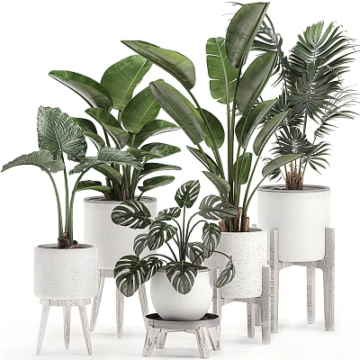 Various Indoor Potted Plants With Green Leaves In White Pots And Wooden Stands 3d model