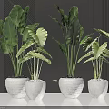 Potted Plants With Large Green Leaves In White Pots On Black Tabletop