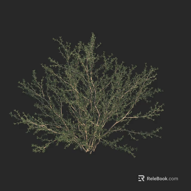 Green Leafy Shrub With Thin Branches Natural Growth Pattern In Isolated Black Background 3d model