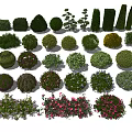 Different Types of Garden Bushes with Lush Foliage and Colorful Flowers