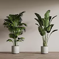 Two Lush Green Potted Plants in White Pots on Wooden Floor with Light Wall