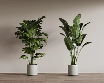 Two Lush Green Potted Plants in White Pots on Wooden Floor with Light Wall 3d model