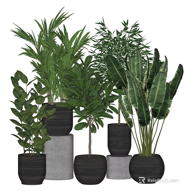 Various Types of Bonsai and Potted Green Plants in Black Pots on Gray Pedestals 3d model 