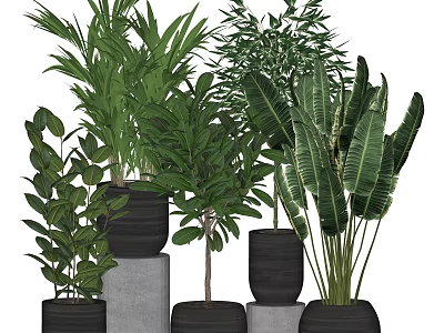 Various Types of Bonsai and Potted Green Plants in Black Pots on Gray Pedestals 3d model
