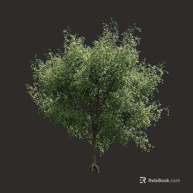 Arbor With Lush Green Foliage And Strong Trunk In Natural Growth Form 3d model 
