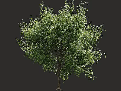 Arbor With Lush Green Foliage And Strong Trunk In Natural Growth Form 3d model