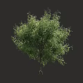 Arbor With Lush Green Foliage And Strong Trunk In Natural Growth Form