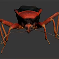 Red And Black Insect With Long Legs And Antennae Close Up Detailed View