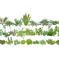 Diverse Flowers And Plants Collection With Succulents Ferns Palms For Garden Decoration
