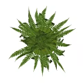 Modern Fern Bonsai Potted Plant With Metal Stand For Indoor Decor
