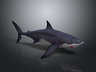 Dark Colored Shark In Swimming Pose With White Underbelly Red Mouth Sharp Teeth 3d model