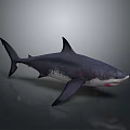Dark Colored Shark In Swimming Pose With White Underbelly Red Mouth Sharp Teeth