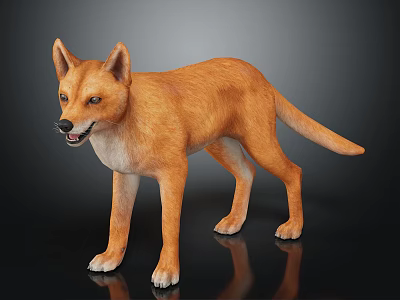 Realistic 3D Model Of Reddish Brown Fox Standing On Black Background 3d model